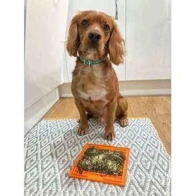 The Bedazzle Dog Lead No. 9s Finnigans Play Pen-1