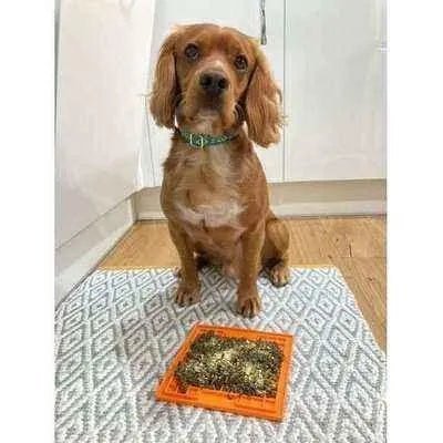 The Bedazzle Dog Lead No. 9s Finnigans Play Pen-3